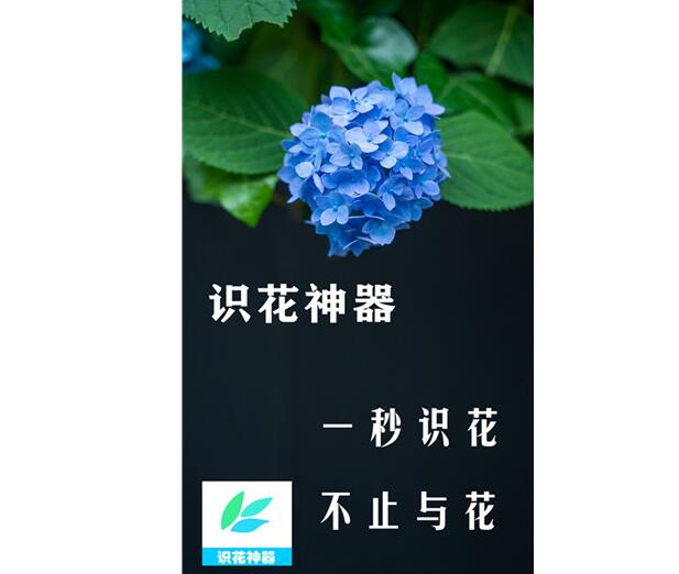 识别花的app排行榜前十名